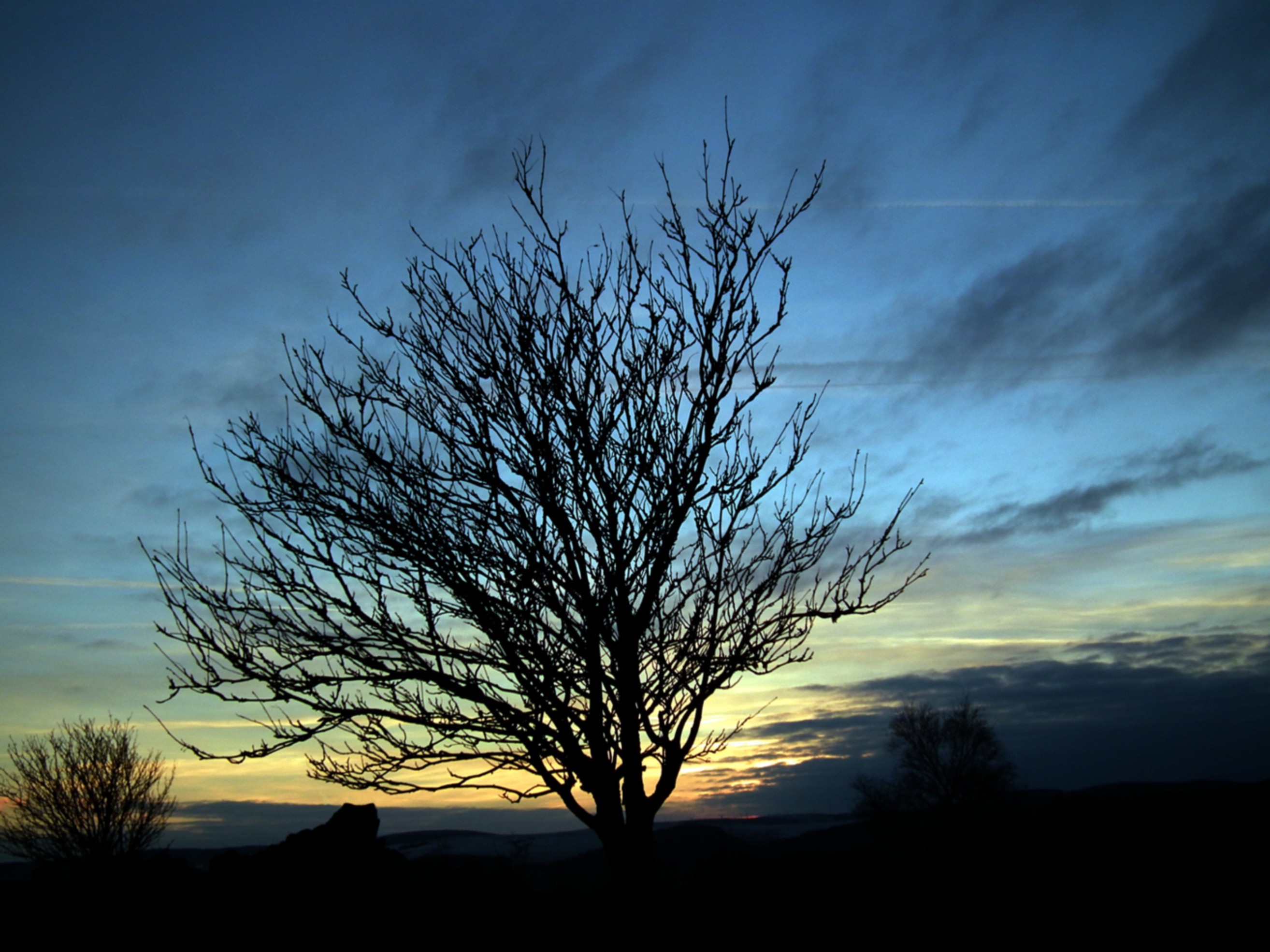 THE TREE NO 6 Bill Bagley Photography